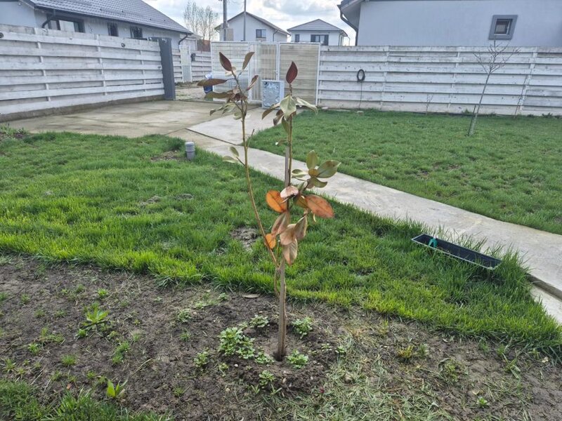 Darza, casa, curte spatioasa.